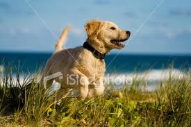 Village Towne Houses of East Hampton